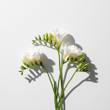 Charger l'image dans la galerie, Freesia - Minimalist Daylight