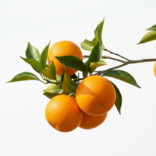 Charger l'image dans la galerie, ORANGE tree branch with fruits