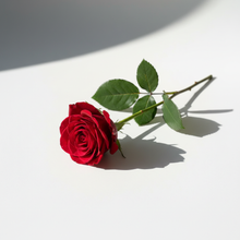 Load image into Gallery viewer, Unforgettable - Minimalist Daylight