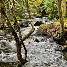 Load image into Gallery viewer, TERRA
