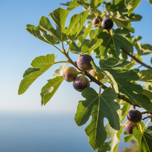 Load image into Gallery viewer, FIGUE atmospheric scene focused on fig tree branch
