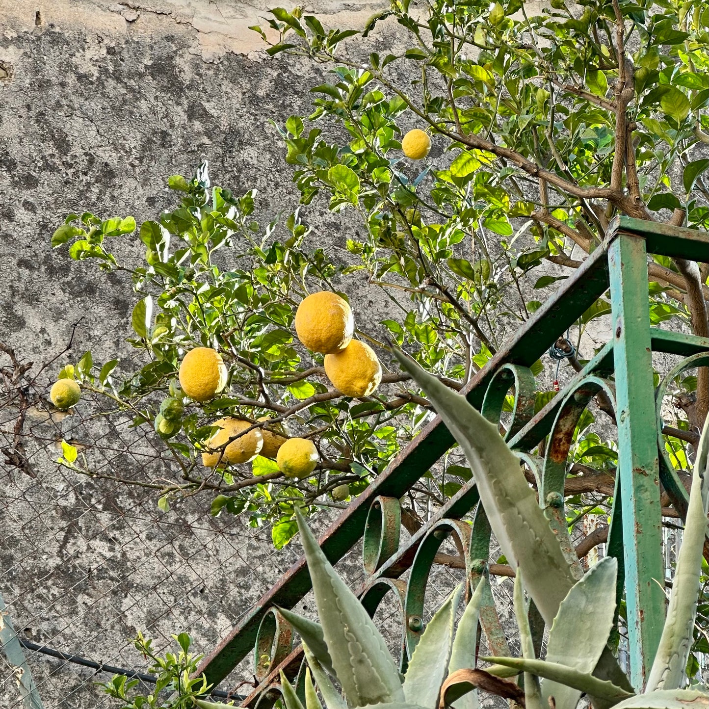 Une limonade à MENTON - Bougie de luxe en cire de soja | Fabriquée à la main 