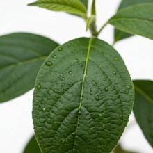 Load image into Gallery viewer, Patchouli
