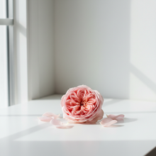 Load image into Gallery viewer, Rose - Minimalist Daylight
