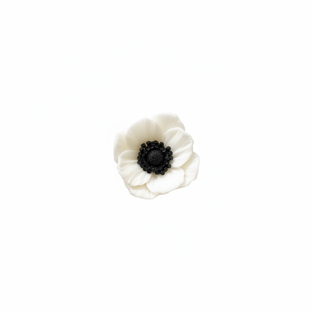 White anemone flower with black heart